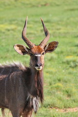 Nyala Bulle 4045