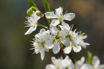 Obraz premium White blossom of an apple tree