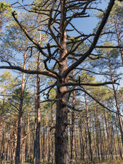 landscape with a swamp pine silhouette