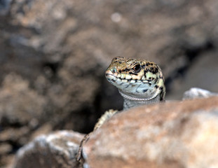 Cretan Wall Lizard - Podarcis cretensis, Crete
