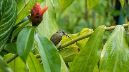 Colibri in rain forest