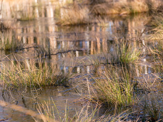 swamp grass texture