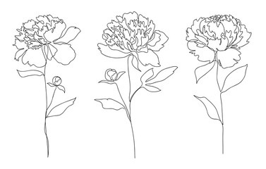 Beautiful peony flower set. Line art concept design set. Continuous line drawing. Stylized flower symbol. Vector illustration © prezent