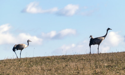 crane pair silhouettes