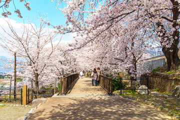 山梨県 勝沼ぶどう郷の甚六桜