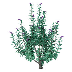 3D Rendering Buddleja Plant on White