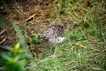 bird in the grass