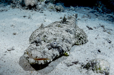 pesce coccodrillo