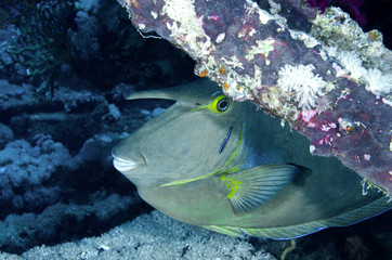 Fototapeta na wymiar pesce tropicale