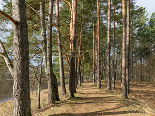 Obraz premium picture with forest path along the river
