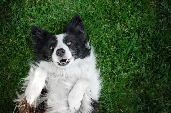 border collie dog relaxing on the lawn at home funny photo cute dog
