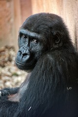 gorilla