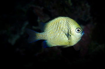 pesce tropicale