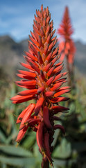 Madeira
