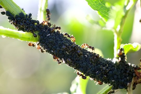 Culture de pucerons fourmis