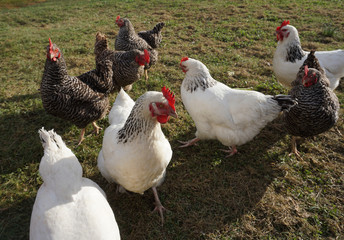 Hühner im privaten Garten, Selbstversorgung, Bauernhof,
Eier