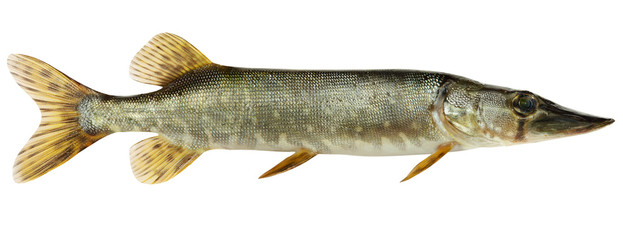 Fish isolated on white background