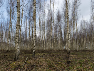 landscape with fragments of birch trunks on a blurred background