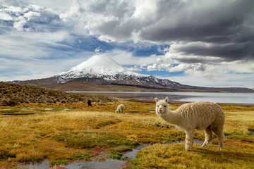 Alpaca or Llama at the base of a snowy mountain lake Chungara at the base of a snowy mountain.