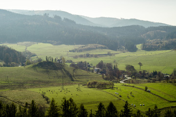 Fototapeta na wymiar Letni krajobraz gór, drzew, lasów, pól, łąk ze zwierzętami w okolicach Boguszów-Gorce.
