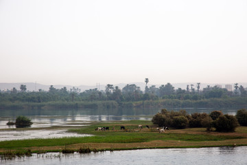 Coast of Nile river near Edfu