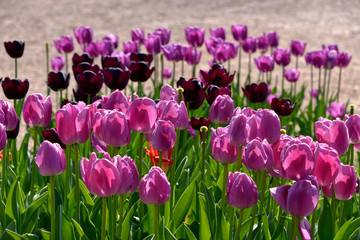 Cultivated of purple tulips (Tulipa)