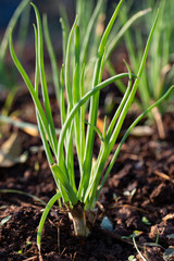 Close up of scallion or green onion clump in garden with sunlight and blurred background. selective focus