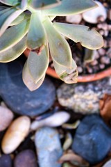 close up of a cactus plant