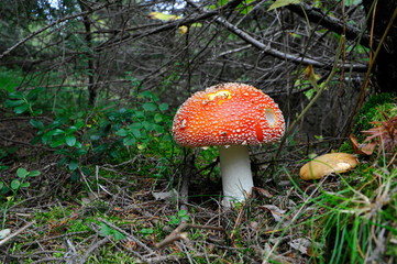 Amanita muscaria