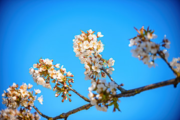 The flowers of a cherry tree in spring