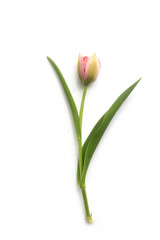 Pink Tulip flower with green leaves isolated on white background
