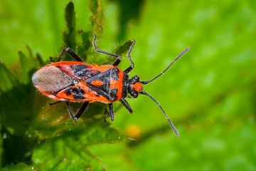 Macro photo d'insectes