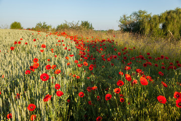 Spring landscape with a field of blooming wild poppies