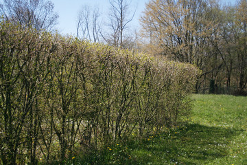 Fototapeta na wymiar Common privet hedge with fresh new leaves on springtime season. Ligustrum vulgare tree in the garden 
