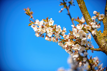 The flowers of a cherry tree in spring