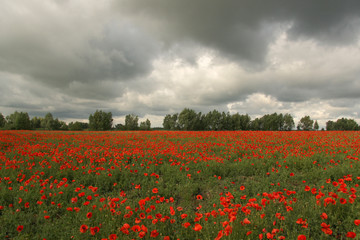 Spring landscape with a field of blooming wild poppies