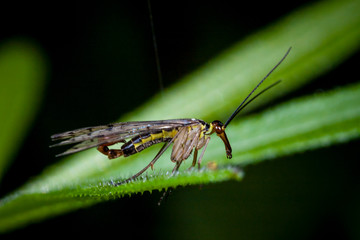 Macro photo d'insectes