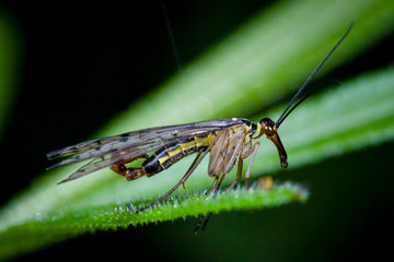 Macro photo d'insectes