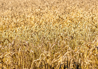 Wheat Field Close Up