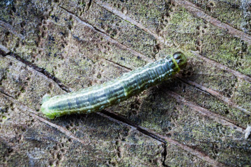 Macro photo d'insectes