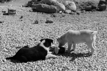 Naklejka na ściany i meble black and white photo about dogs playing in the desert with a coffe cup, abandoned puppies in jordan, Cream-colored and spotted puppy brothers
