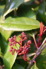 Red Robin Photinia blossoms on branch on springtime on a sunny day. Photinia x fraseri in bloom in the garden
