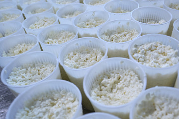 Stage in production of cheese - Forming pressing of cheese mass. Cheese grains about 6 mm in size in molding glasses. Decontamination of the intermediate product. Private small-scale cheese factory..