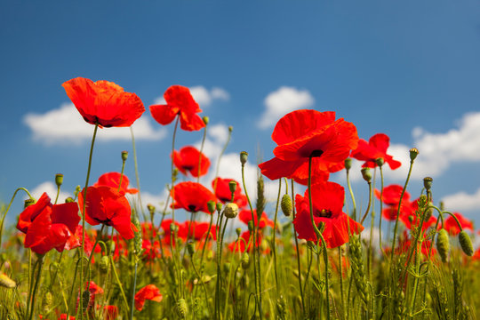 Red wild poppies against the blue sky © Oleh
