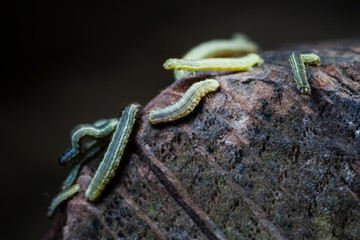 Macro photo d'insectes