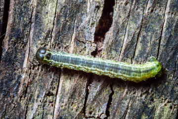 Macro photo d'insectes