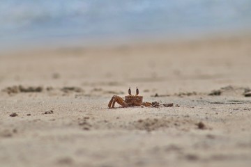 dog on the beach