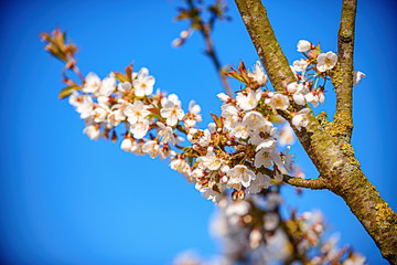 The flowers of a cherry tree in spring