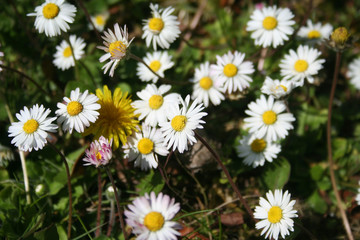 Common daisies flowers. Bellis perennis plant in bloom on springtime  © saratm