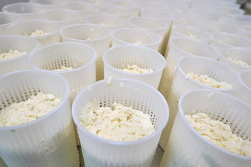 Stage in production of cheese - Forming pressing of cheese mass. Cheese grains about 6 mm in size in molding glasses. Decontamination of the intermediate product. Private small-scale cheese factory..